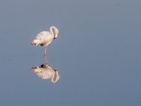 Flamingo : Europa, Nat. park Donana, Reisen, Spanje, europa